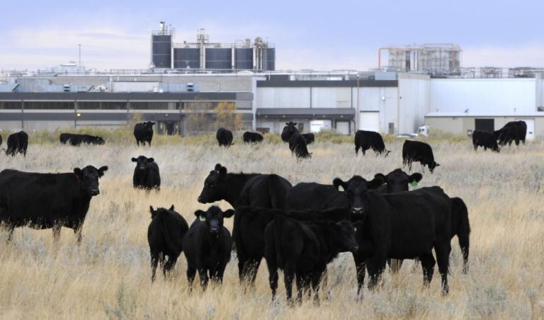 Meat-plant shutdowns spread after Alberta cyberattack