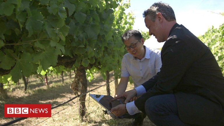 Vineyards set to go high tech with smart systems