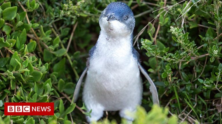 Little penguin feeding behaviour revealed with trackers