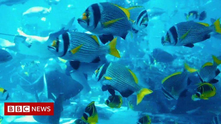 Aquarium’s fish-spotting app offers marine life insight