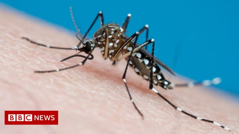 Mosquitoes sucked up by traps that mimic breathing